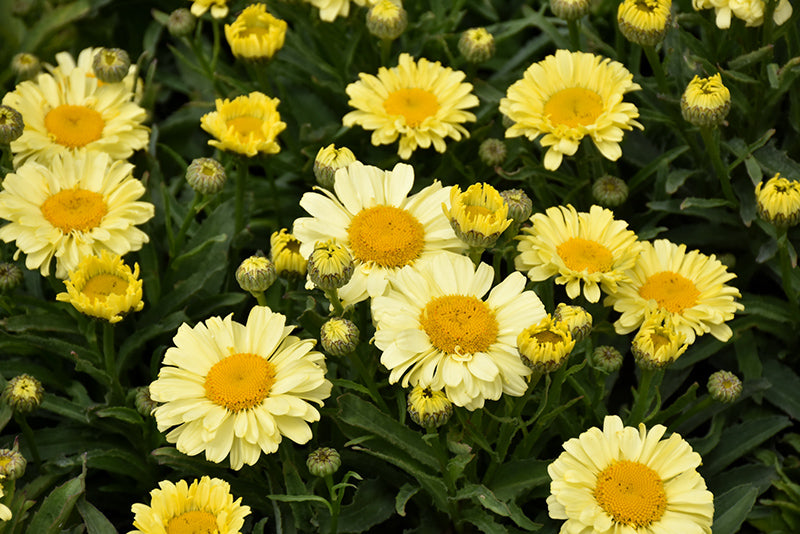 Leucanthemum 'Real Sunbeam'
