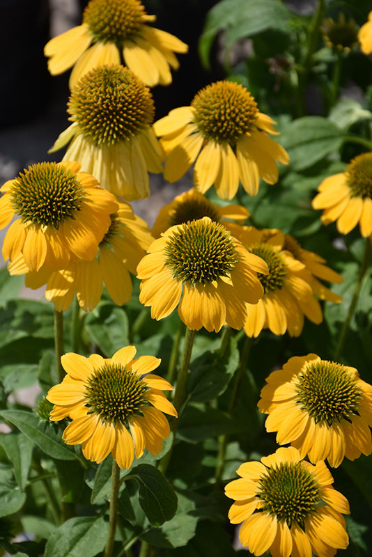 Echinacea 'Leilani'
