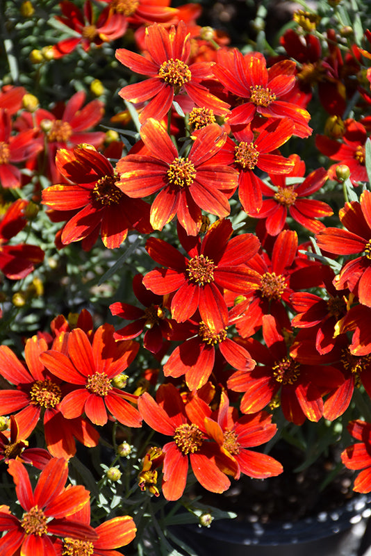 Coreopsis 'Ladybird'