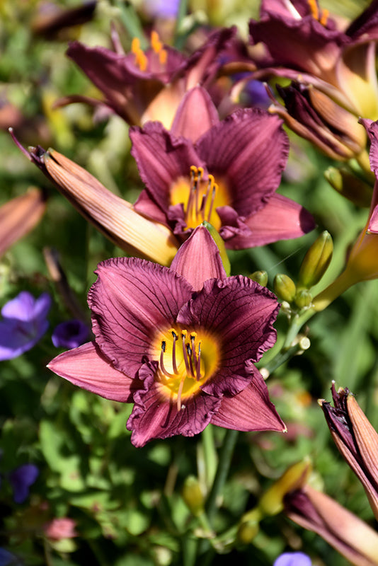 Hemerocallis 'Purple d'Oro'