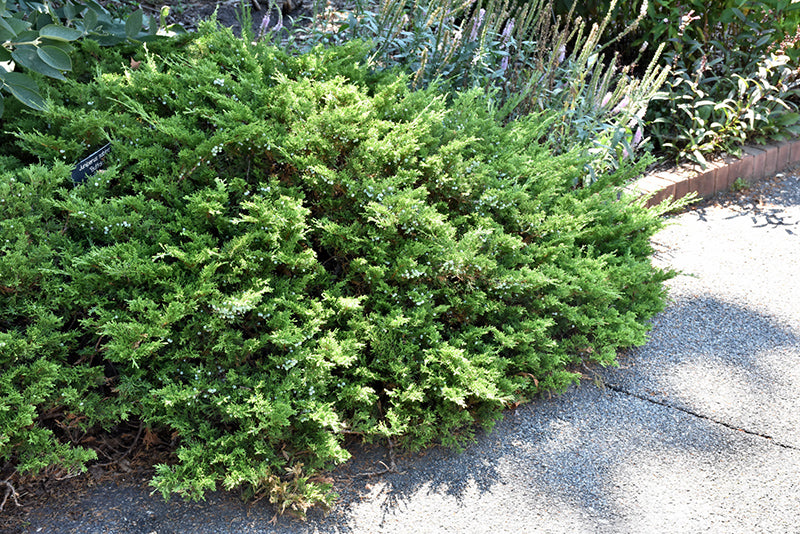 Juniperus sabina 'Buffalo'