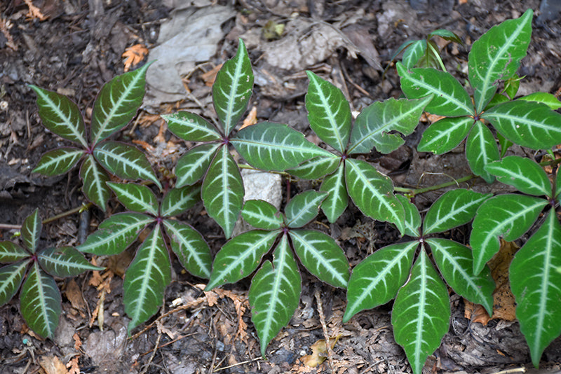 Parthenocissus henryana