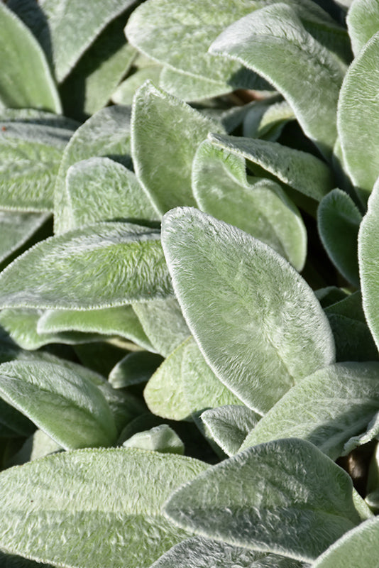 Stachys byzantina