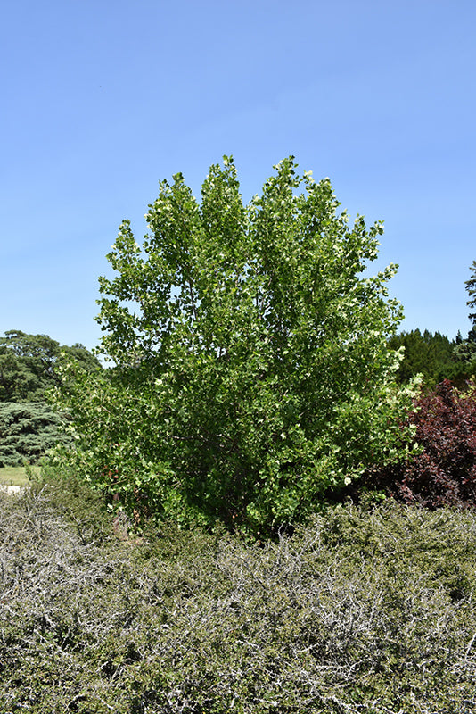 Liriodendron 'Volunteer'