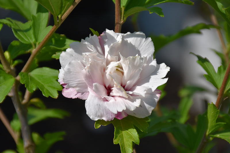 Hibiscus syriacus 'French Cabaret'