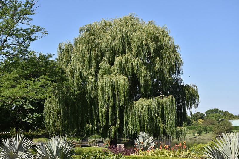 Salix babylonica