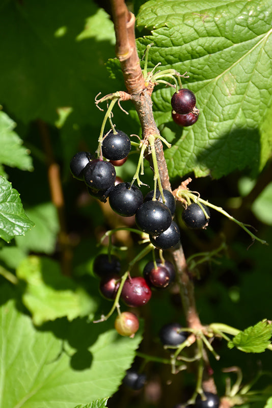 Ribes nigrum 'Consort'