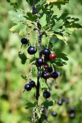 Ribes nigrum