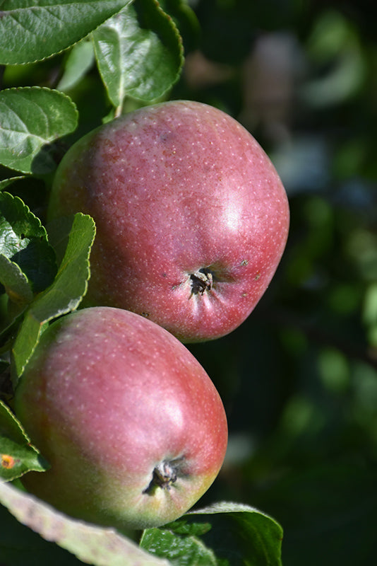 Apple - Malus 'Spartan'
