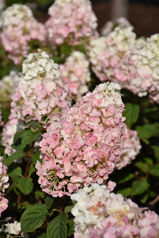 Hydrangea paniculata 'Strawberry Sundae'