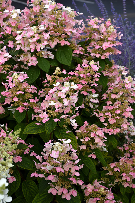 Hydrangea paniculata 'Quick Fire'