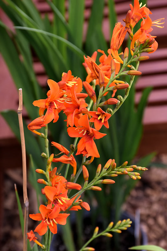 Crocosmia 'Emily McKenzie'