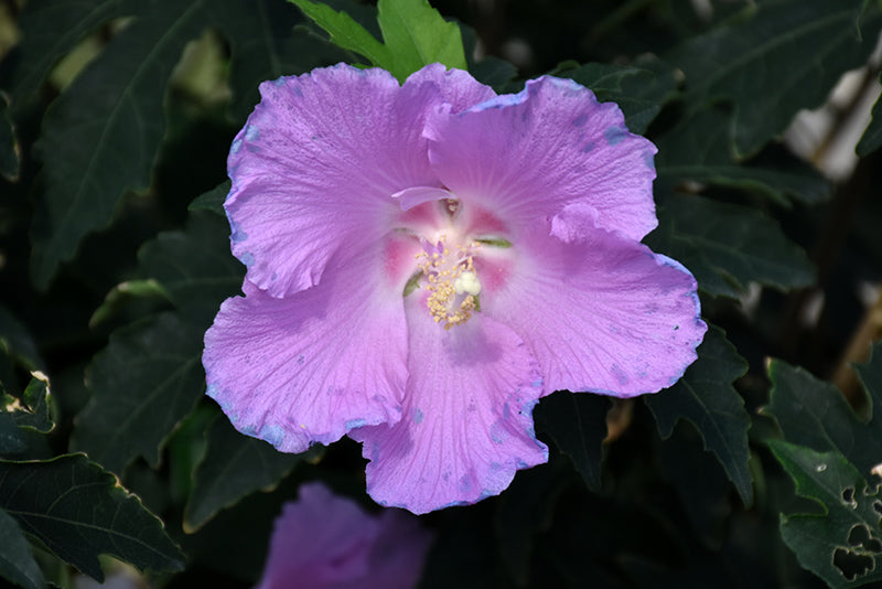 Hibiscus 'Pollypetite'