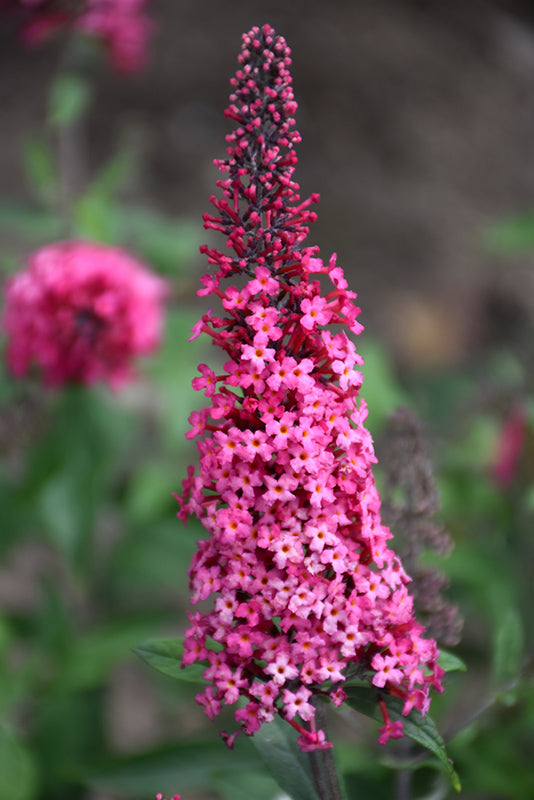 Buddleia davidii Monarch 'Prince Charming'