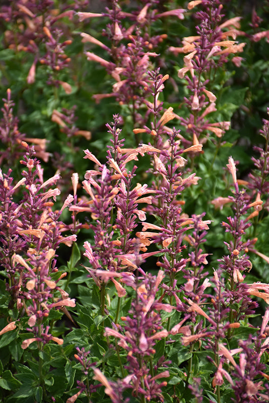 Agastache 'Mango Tango'
