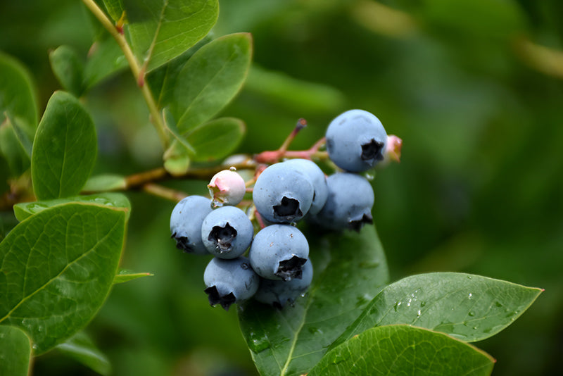 Vaccinium corymbosum 'Northcountry'