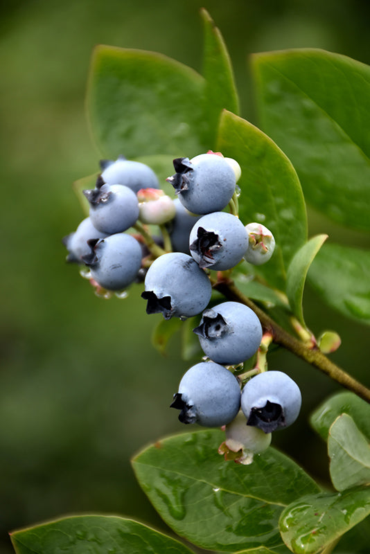 Vaccinium corymbosum 'Northblue'