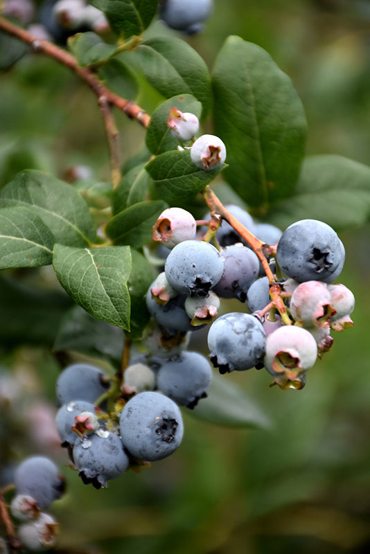Vaccinium corymbosum 'Reka'