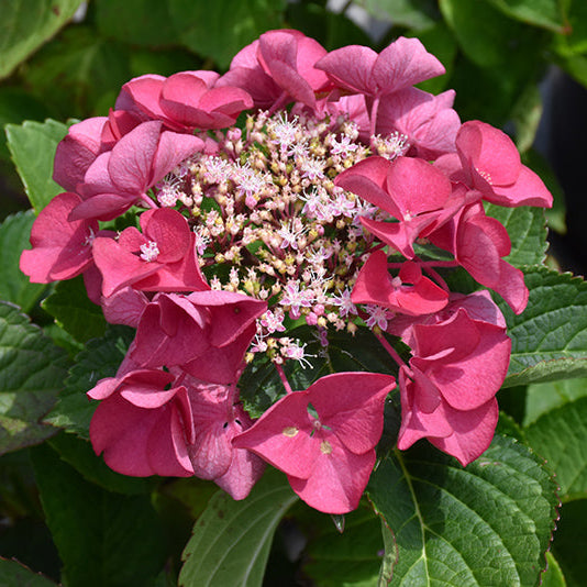 Hydrangea macrophulla Bloomables 'Cherry Explosion'