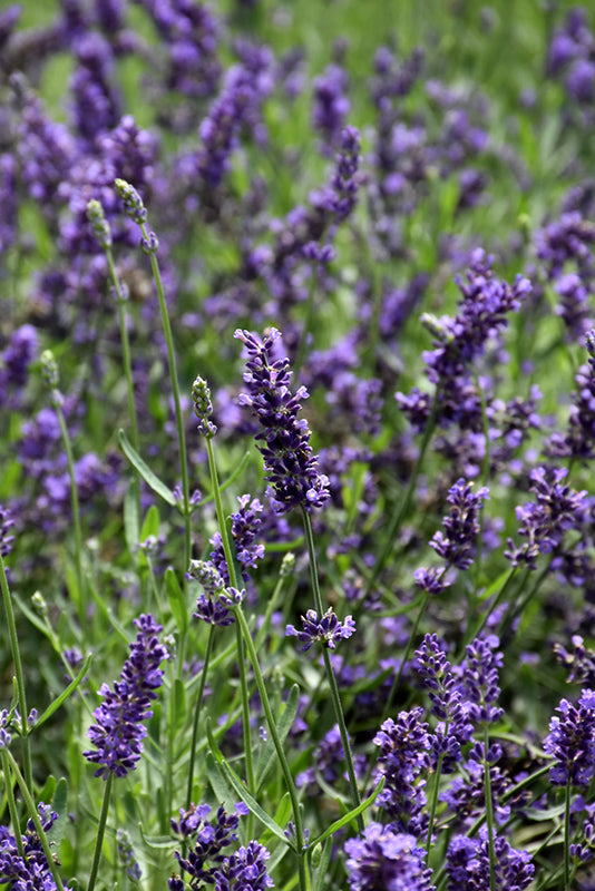 Lavandula angustifolia 'Superblue'