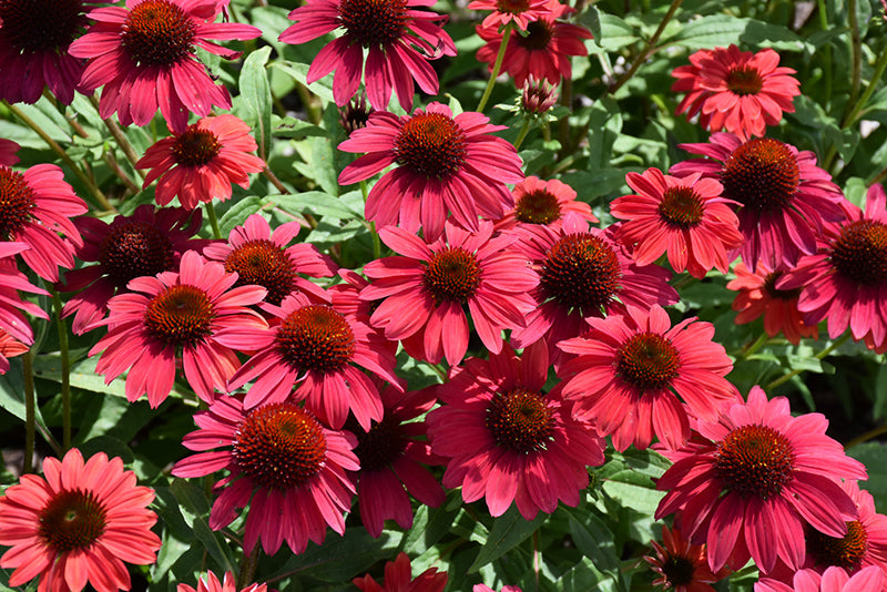 Echinacea 'Baja Burgundy'