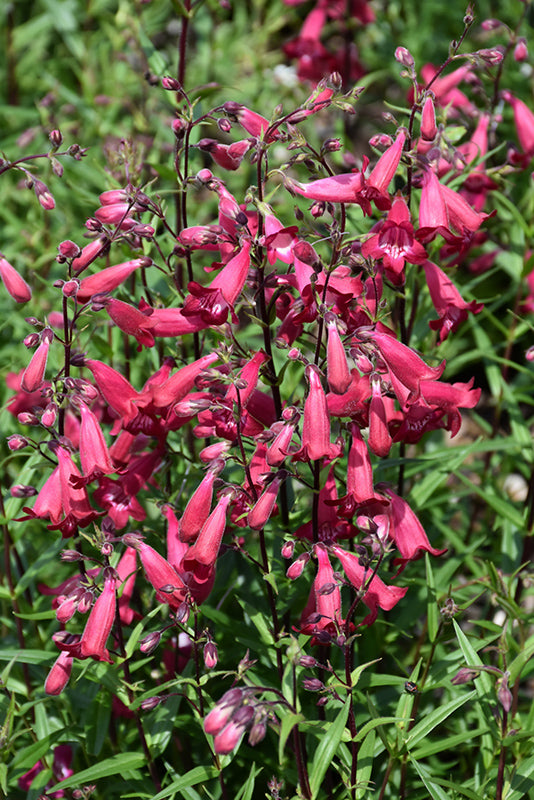 Penstemon 'Pristine Lipstick'