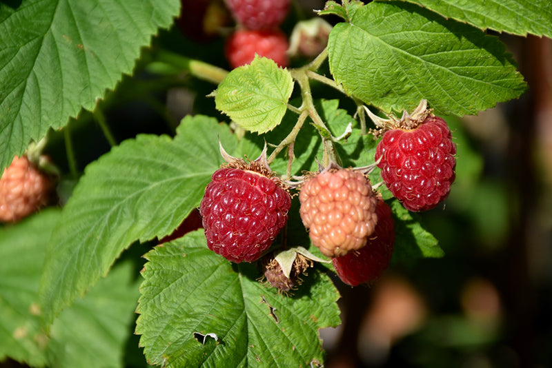 Rubus idaeus 'Latham'