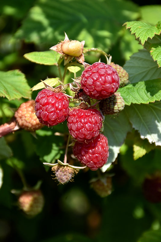 Rubus idaeus 'Boyne'