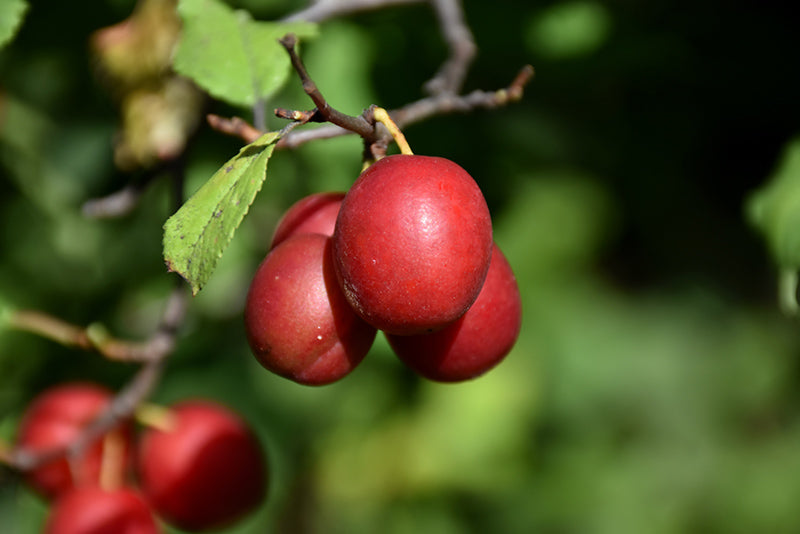 Plum - Prunus Salicina 'Toka'