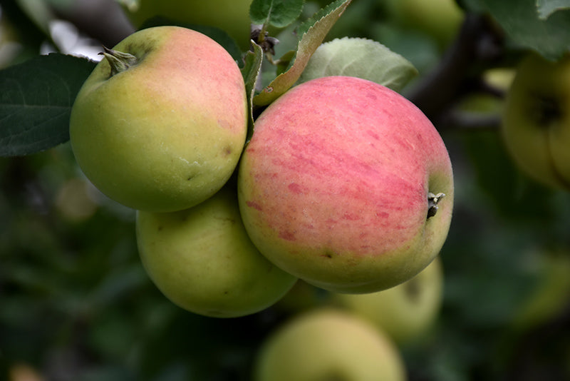 Apple - Malus 'Norland'