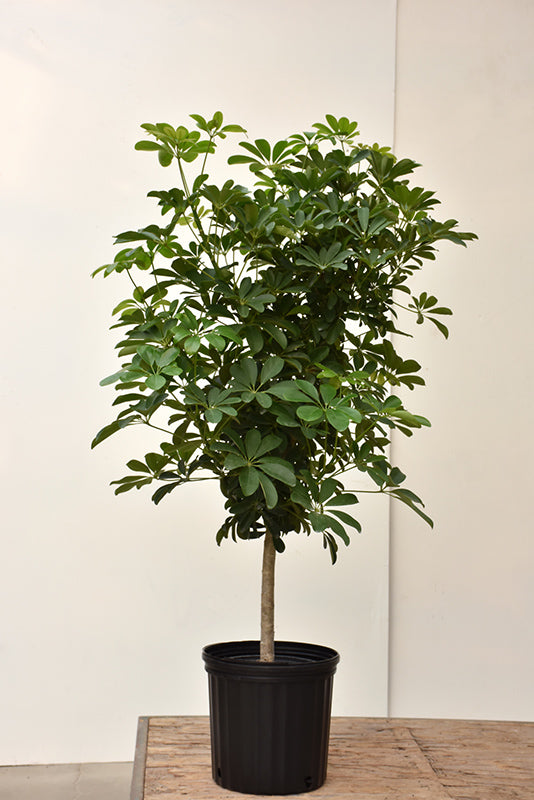 Schefflerea arboricola