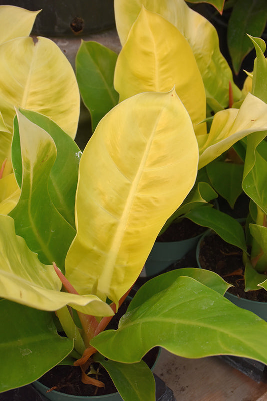 Philodendron 'Moonlight'