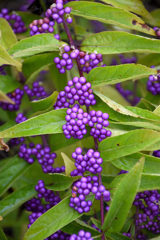 Callicarpa dichotoma 'Issai'