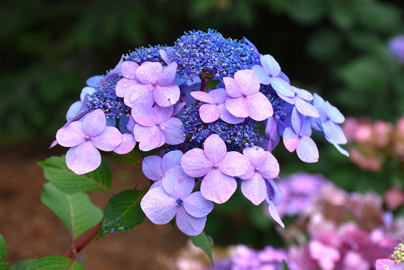 Hydrangea Endless Summer® Twist-n-Shout®