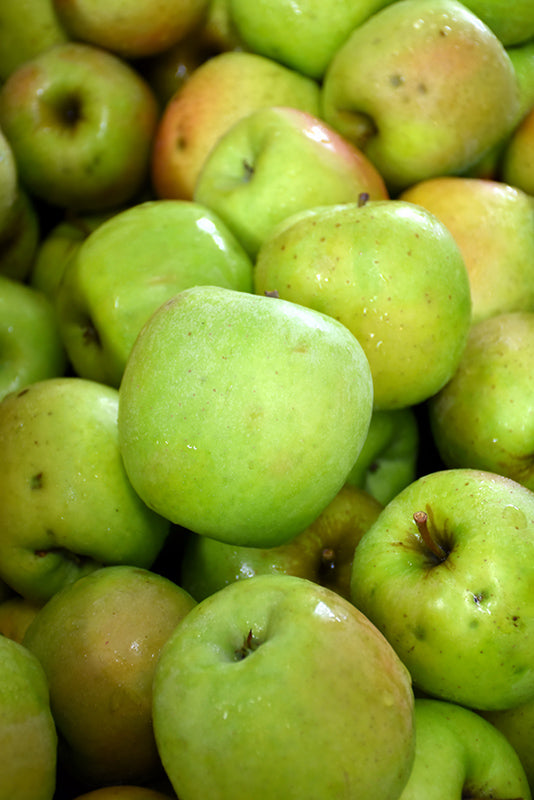 Apple - Malus 'Mutsu'