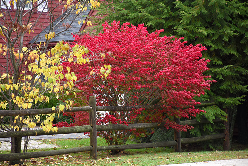 Euonymus alatus 'Compacta'