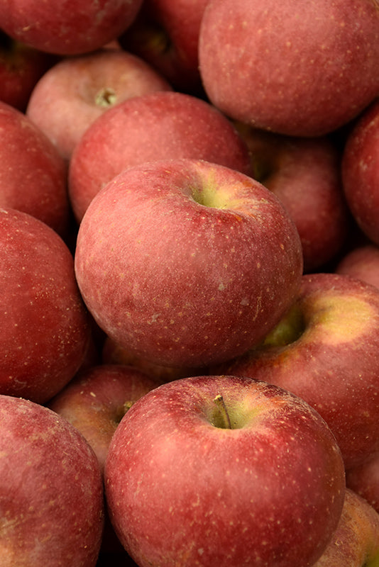 Apple - Malus 'Winesap'