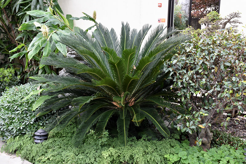Cycas revoluta