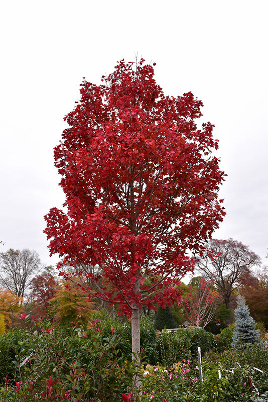 Acer rubrum 'October Glory'