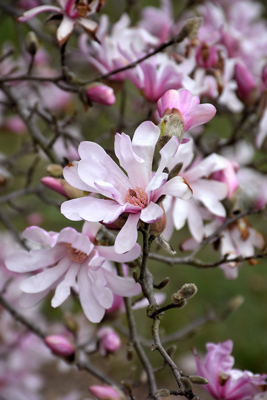 Magnolia stellata 'Leonard Messel'
