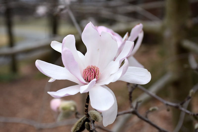 Magnolia stellata
