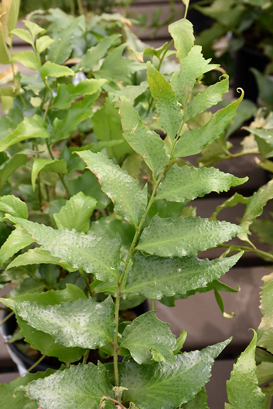 Crytomium falcatum 'Rochfordianum'