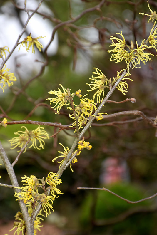 Hamamelis 'Sunburst'