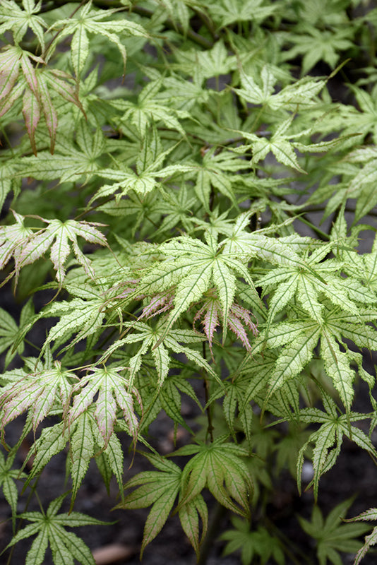 Acer palmatum 'Peaches & Cream'