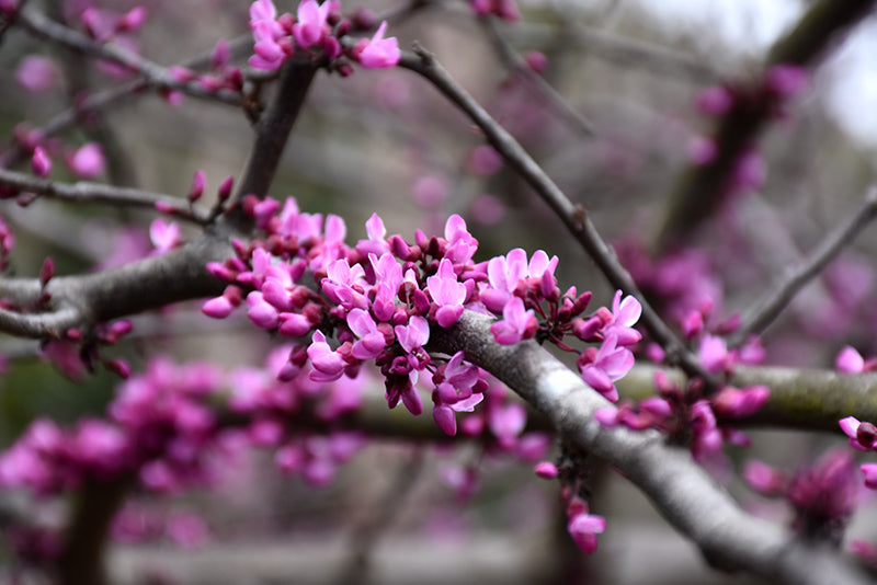 Cercis canadensis 'Burgundy Hearts'