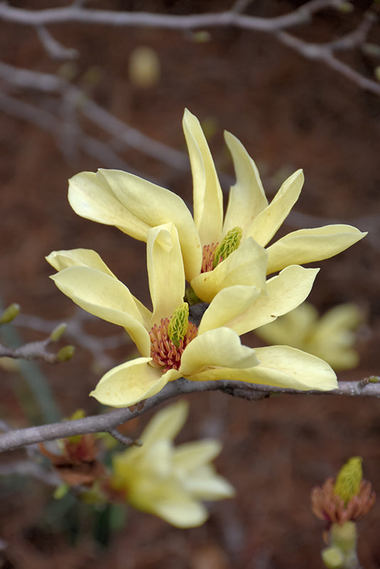 Magnolia acuminata 'Yellow Bird'