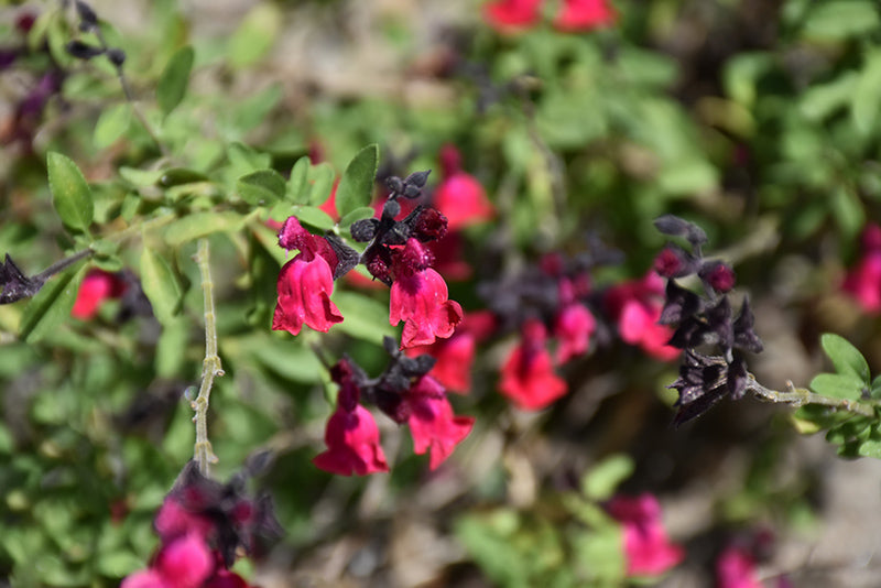 Salvia 'Maraschino'