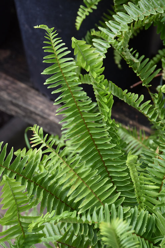 Nephrolepsis cordifolia