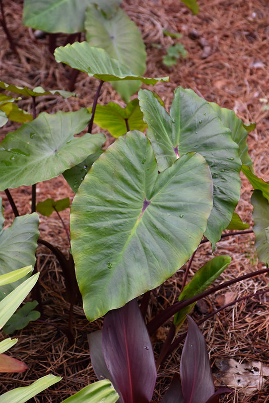 Alocasia 'Portora'