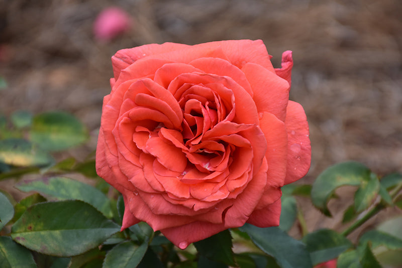 Rosa 'Fragrant Cloud'